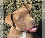 Small American Staffordshire Terrier