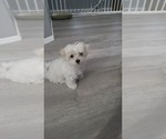 Small Photo #4 Maltese Puppy For Sale in WICHITA, KS, USA