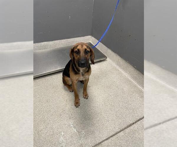 Medium Photo #1 Beagle-Black Mouth Cur Mix Puppy For Sale in Tallahassee, FL, USA
