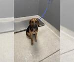 Small Beagle-Black Mouth Cur Mix
