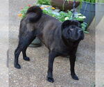 Small #3 Chinese Shar-Pei