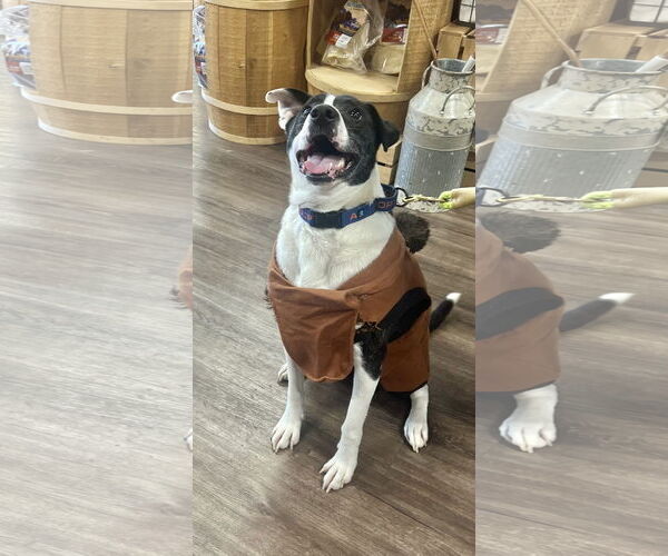 Medium Photo #2 Mutt Puppy For Sale in Munford, TN, USA