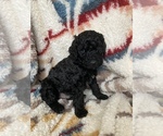 Small Photo #3 Labradoodle Puppy For Sale in BIGFORK, MT, USA