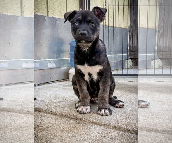 Medium Photo #2 Labrador Retriever-Unknown Mix Puppy For Sale in San Diego, CA, USA