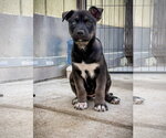 Small #1 Labrador Retriever Mix