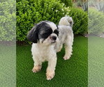 Small #1 Shih Tzu