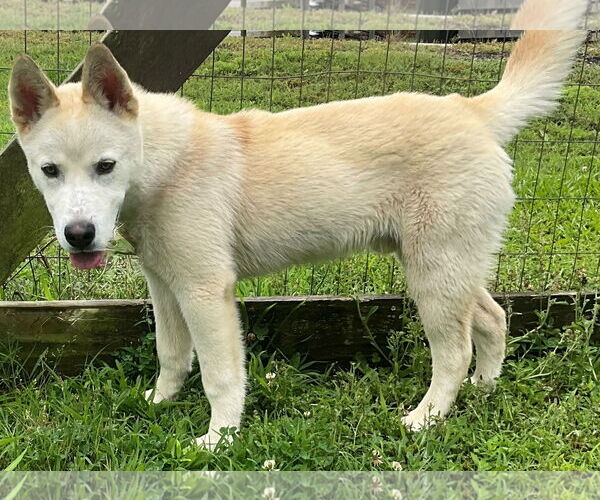 Medium Photo #5 - Mix Puppy For Sale in Newfoundland, PA, USA