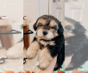 Great Dane Puppy for sale in MONTEGUT, LA, USA