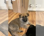 Small Photo #3 German Shepherd Dog Puppy For Sale in ROCK HILL, SC, USA