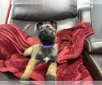Small Photo #7 Belgian Malinois Puppy For Sale in REESEVILLE, WI, USA