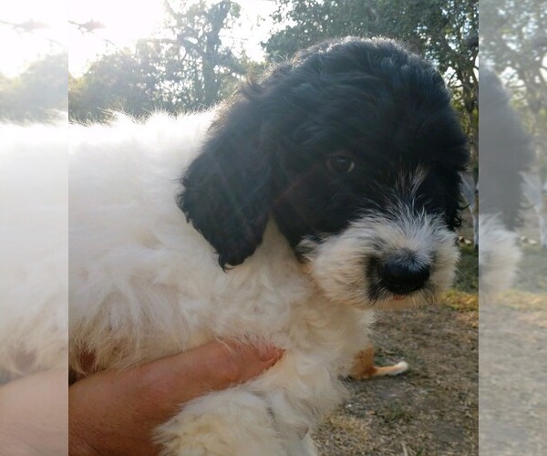 Medium Photo #3 Pyredoodle Puppy For Sale in MARION, TX, USA