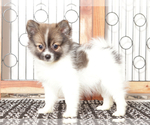 Small #1 Pomeranian