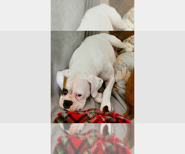 Medium Photo #1 Boxer Puppy For Sale in Austin, TX, USA