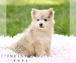 Small #3 Pomsky