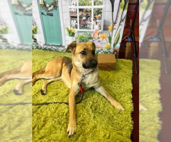 Medium Photo #5 Mutt Puppy For Sale in pomfret, CT, USA