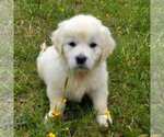 Small #7 English Cream Golden Retriever