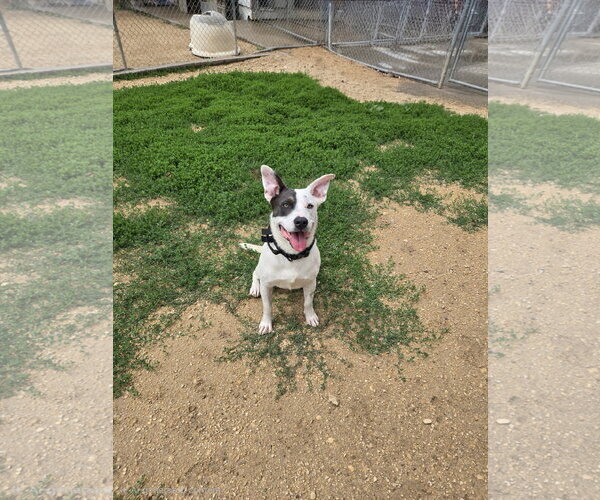 Medium Photo #1 Mutt Puppy For Sale in Maquoketa, IA, USA