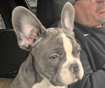 Small #1 French Bulldog