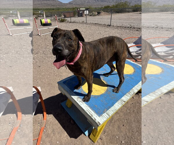Medium Photo #2 Boxer-Unknown Mix Puppy For Sale in Williamsburg, NM, USA