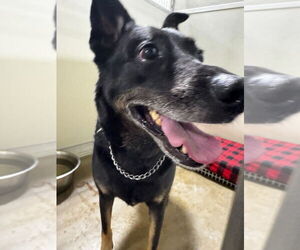 German Shepherd Dog-Unknown Mix Dogs for adoption in Pierceton , IN, USA