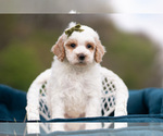Small Photo #70 Maltipoo (Miniature) Puppy For Sale in WARSAW, IN, USA