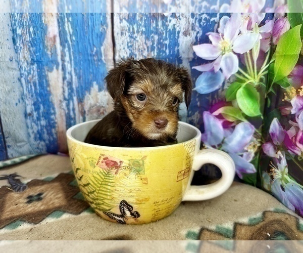 Medium Photo #20 Morkie Puppy For Sale in CASSVILLE, MO, USA