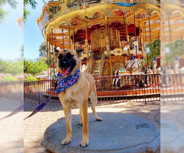 Medium Photo #3 Mutt Puppy For Sale in Fresno, CA, USA