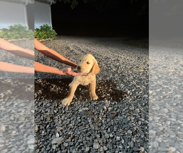 Medium Photo #2 Golden Retriever Puppy For Sale in DAVENPORT, FL, USA