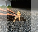 Small #1 Golden Retriever