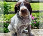 Puppy 1 Poodle (Standard)-Wirehaired Pointing Griffon Mix