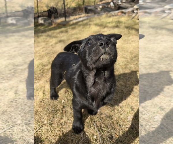 Medium Photo #4 American Pit Bull Terrier-Unknown Mix Puppy For Sale in Chinook, MT, USA