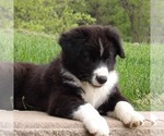 Small #5 Australian Shepherd