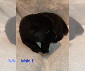 Medium Akita