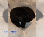 Puppy Puppy 1 Akita