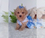 Small #2 Bichpoo