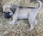 Small Photo #3 Anatolian Shepherd Puppy For Sale in ROBSTOWN, TX, USA