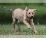 Small #3 German Shepherd Dog-Retriever  Mix