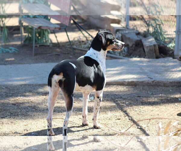 Medium Photo #2 German Shorthaired Pointer-Unknown Mix Puppy For Sale in El Centro, CA, USA