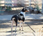 Small #1 Mutt