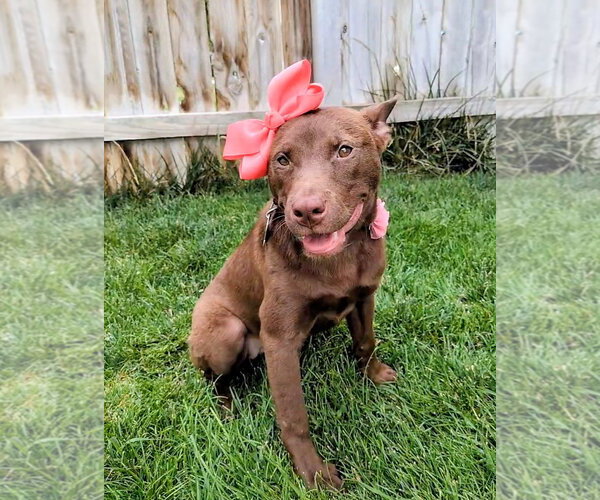 Medium Photo #16 Australian Kelpie-Unknown Mix Puppy For Sale in Sandy, UT, USA