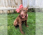 Small #15 Australian Kelpie Mix