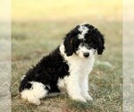 Puppy Barbie Bernedoodle (Miniature)