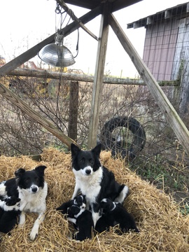 Medium Photo #1 Border Collie Puppy For Sale in CASEY CREEK, KY, USA