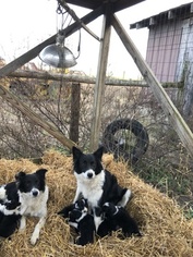 Border Collie Puppy for sale in CASEY CREEK, KY, USA