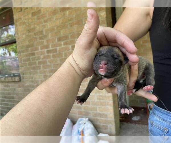 Medium Photo #1 American Pit Bull Terrier-Unknown Mix Puppy For Sale in Houston, TX, USA