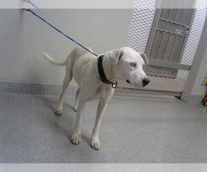 Alaskan Malamute-Unknown Mix Dogs for adoption in Pasadena, TX, USA
