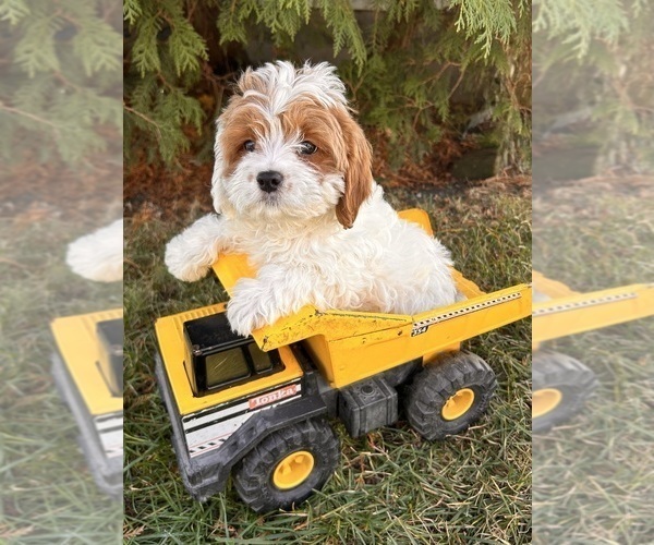 Medium Photo #1 Cavapoo Puppy For Sale in MIDDLEBURY, IN, USA