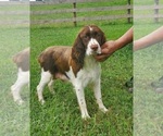 Small Photo #1 English Springer Spaniel Puppy For Sale in WOOSTER, OH, USA