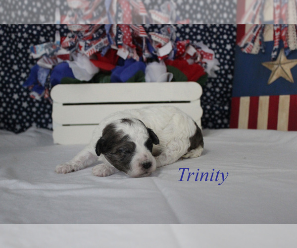 Medium Photo #9 Poodle (Miniature) Puppy For Sale in CHANUTE, KS, USA