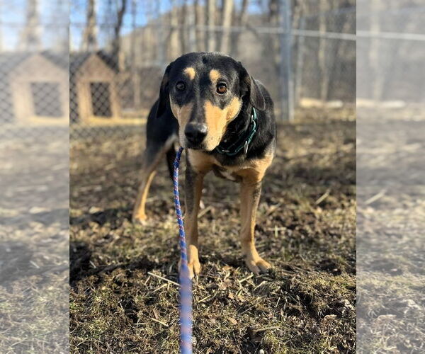 Medium Photo #5 Mutt Puppy For Sale in Hinton, WV, USA